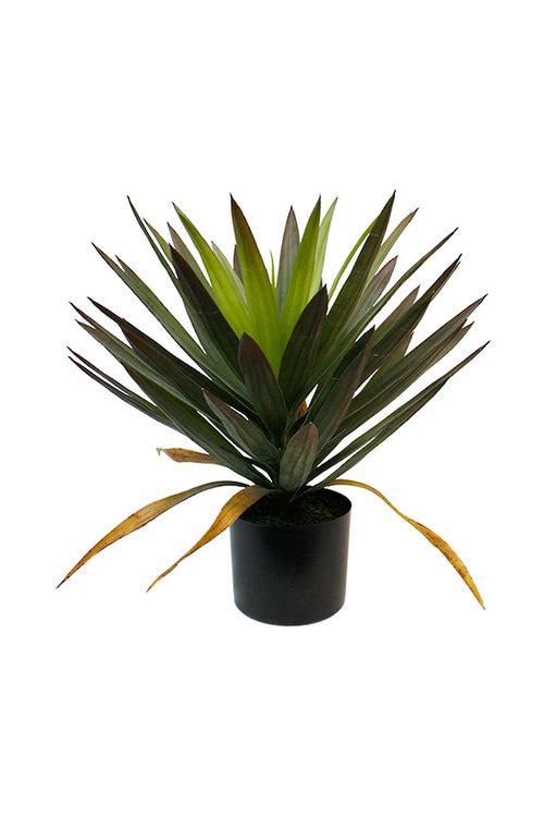 Greenery | Phoenix Tailed Yucca